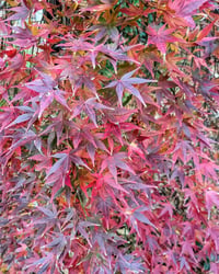 Acer palmatum Ryusen Japon Akçaağaç fidanı