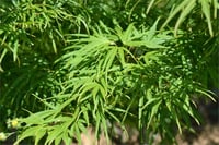 Acer palmatum Scolopendriifolium Japon Akçaağaç fidanı
