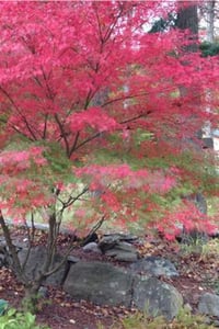 Acer palmatum Seiryu Akçaağaç fidanı