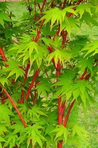 Acer palmatum Senkaki Sango Kaku Kırmızı dallı Japon Akçaağaç fidanı