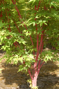 Acer palmatum Senkaki Sango Kaku Kırmızı dallı Japon Akçaağaç fidanı