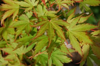 Acer palmatum Senkaki Sango Kaku Kırmızı dallı Japon Akçaağaç fidanı