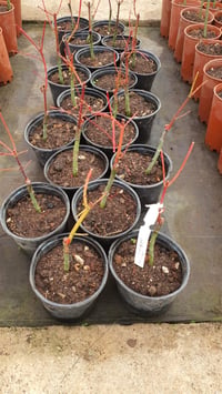 Acer palmatum Senkaki Sango Kaku Kırmızı dallı Japon Akçaağaç fidanı