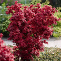 Acer palmatum Shaina Japon Akçaağaç fidanı