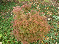 Acer palmatum Shaina Japon Akçaağaç fidanı
