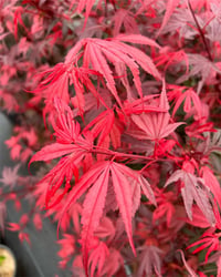 Acer palmatum Shaina Japon Akçaağaç fidanı
