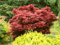 Acer palmatum Shaina Japon Akçaağaç fidanı