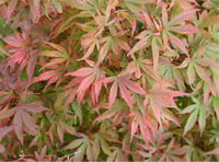 Acer palmatum Shaina Japon Akçaağaç fidanı