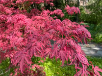 Acer palmatum Shirazz Japon Akçaağaç fidesi