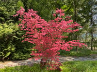 Acer palmatum Shirazz Japon Akçaağaç fidesi