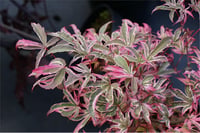 Acer palmatum Shirazz Japon Akçaağaç fidesi