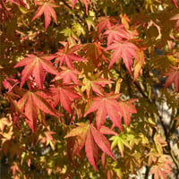 Acer palmatum Silhouette Japon Akçaağaç fidanı