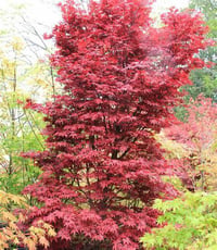 Acer palmatum Silhouette Japon Akçaağaç fidanı