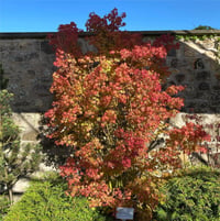Acer palmatum Silhouette Japon Akçaağaç fidanı