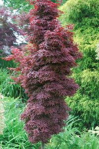 Acer palmatum Silhouette Japon Akçaağaç fidanı