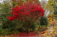 Acer palmatum Skeeters broom Japon Akçaağaç fidesi