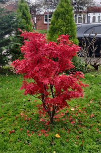 Acer palmatum Skeeters broom Japon Akçaağaç fidesi