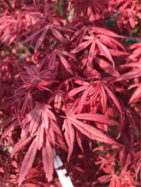 Acer palmatum Skeeters broom Japon Akçaağaç fidesi
