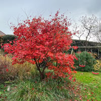 Acer palmatum Sumi-nagashi Japon Akçaağaç fidesi