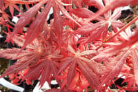 Acer palmatum Sumi-nagashi Japon Akçaağaç fidesi