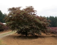 Acer palmatum Sumi-nagashi Japon Akçaağaç fidesi
