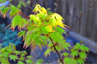 Acer palmatum Summer gold Japon Akçaağaç fidanı
