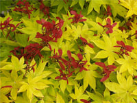 Acer palmatum Summer gold Japon Akçaağaç fidanı