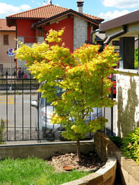 Acer palmatum Summer gold Japon Akçaağaç fidanı