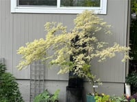 Acer palmatum Taylor Japon Akçaağaç fidesi