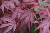Acer palmatum Taylor Japon Akçaağaç fidesi