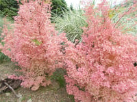 Acer palmatum Taylor Japon Akçaağaç fidesi