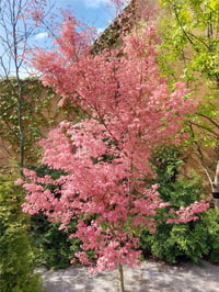 Acer palmatum Taylor Japon Akçaağaç fidesi