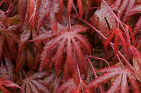 Acer palmatum Trompenburg Akçaağaç fidanı