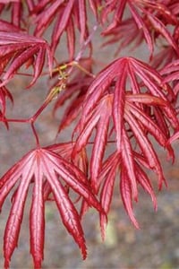 Acer palmatum Trompenburg Akçaağaç fidanı
