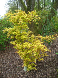 Acer palmatum Ueno Yama Japon Akçaağaç fidanı