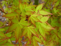 Acer palmatum Ueno Yama Japon Akçaağaç fidanı