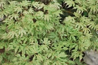 Acer palmatum Ukigumo Japon Akçaağaç fidanı - 20-40 cm