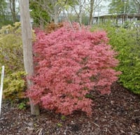 Acer palmatum Wilsons Pink Dwarf Japon Akçaağaç fidanı