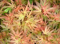 Acer palmatum Wilsons Pink Dwarf Japon Akçaağaç fidanı