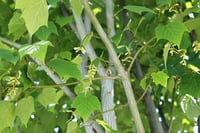 Acer pensylvanicum Pensilvanya Akçaağaç fidanı