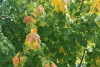 Acer pensylvanicum Pensilvanya Akçaağaç fidanı