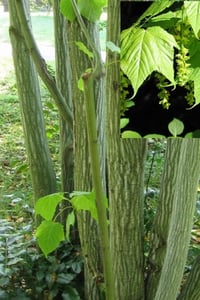 Acer pensylvanicum Pensilvanya Akçaağaç fidanı