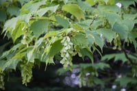 Acer pensylvanicum Pensilvanya Akçaağaç fidanı