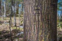 Acer pensylvanicum Pensilvanya Akçaağaç fidanı