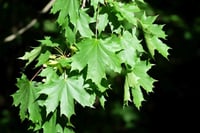 Acer platanoides Çınar Yapraklı Akçaağaç fidanı