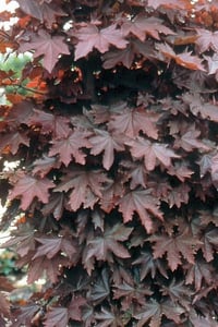 Acer platanoides Crimson Sentry Kırmızı Çınar Akçaağaç fidanı