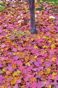 Acer pseudoplatanus Regal petticoat Dört renkli yalancı çınar yapraklı akçaağaç