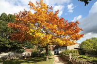 Acer pseudoplatanus Yalancı Çınar Yap. Akçaağaç fidanı