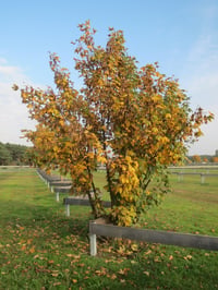 Acer pseudoplatanus Yalancı Çınar Yap. Akçaağaç fidanı
