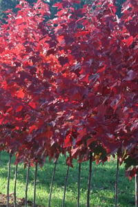 Acer rubrum Fairview flame Aşılı kırmızı akçaağaç fidanı